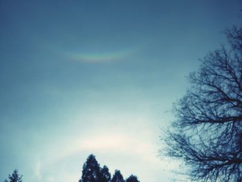 Low angle view of trees against sky