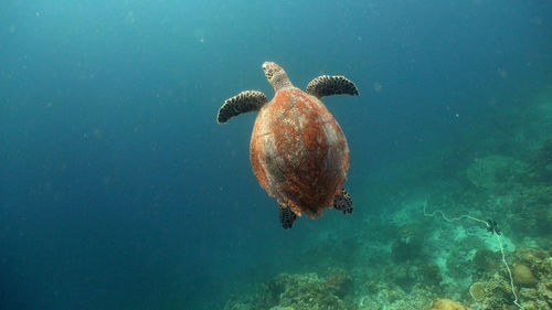 Sea turtle swimming underwater in the sea. turtle moves its flippers in the ocean