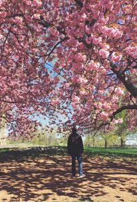 Rear view of man with flowers on tree