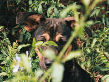 Portrait of dog amidst plants 