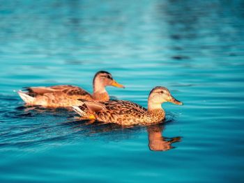 Mallard ducks swimming in lake