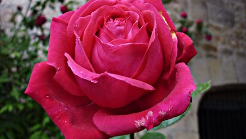 Close-up of pink rose