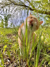 View of a cat on field