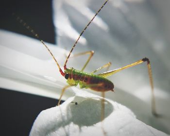 Close-up of insect