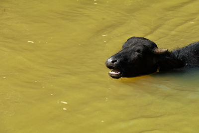 High angle view of black swimming in lake