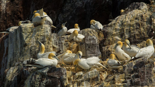 Northern gannet perching on rock