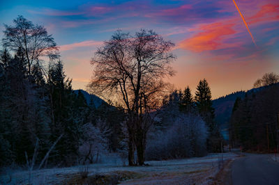 Trees against sky during winter