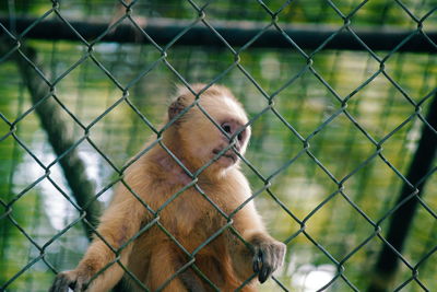 Close-up of dog in cage seen through chainlink fence