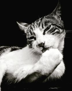 Close-up of cat resting against black background