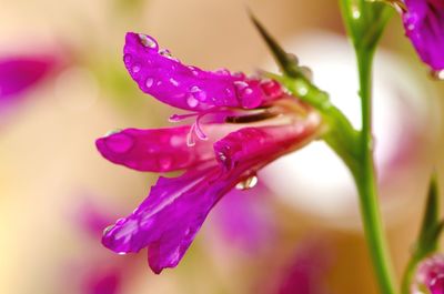 Close-up of wet pink flower