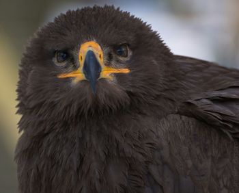 Close-up of owl