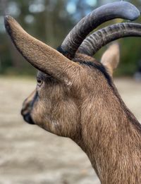 Close-up of deer