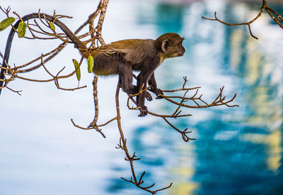 Squirrel on tree branch