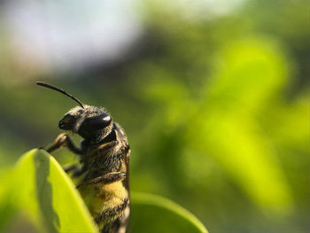 Close-up of insect on leaf