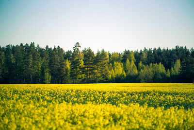 A beautiful yellow canola fields during springtime. blooming rapeseed fields in northern europe.