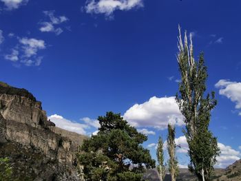 Low angle view of trees against sky