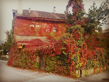 Red ivy growing on house during autumn