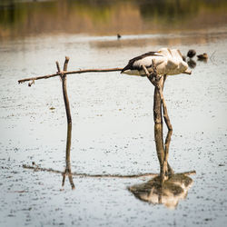 Dead bird on lake