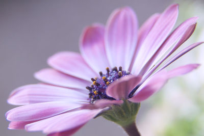 Close-up of pink flower