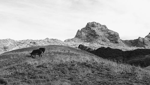 View of a cows on field