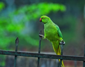 Close-up of parrot perching on metal
