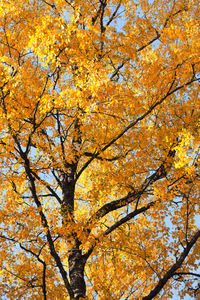 Low angle view of autumn tree against sky