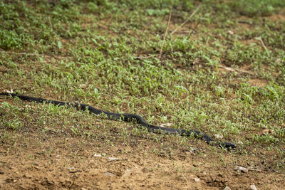 View of a reptile on a field