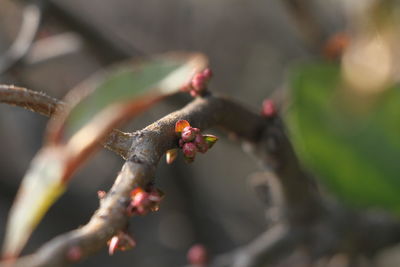 Close-up of berries on branch