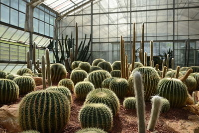 Cactuses growing at plant nursery