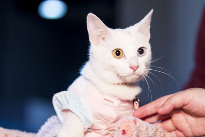 Close-up of hand holding cat