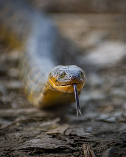 Close-up portrait of a snake