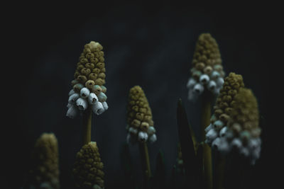 Close-up of succulent plant against gray background