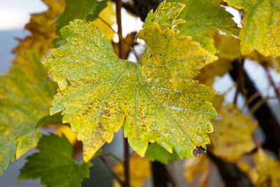 Close-up of yellow maple leaves