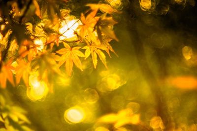 Close-up of yellow maple leaves on tree