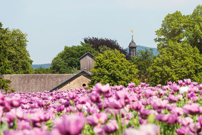 Purple flowering plants by building against clear sky