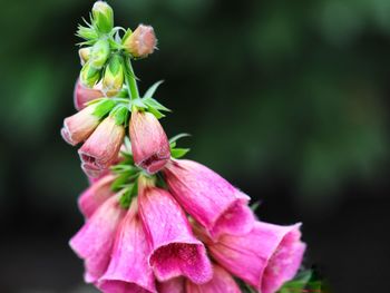 Close-up of pink flowering plant
