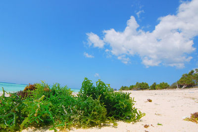 Plants growing on beach against blue sky