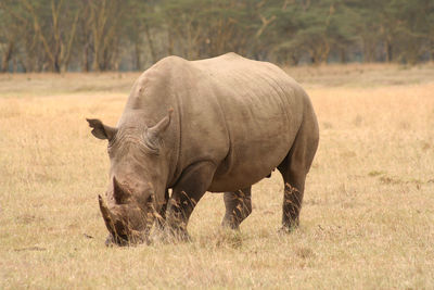 Rhinoceros grazing on grassy field