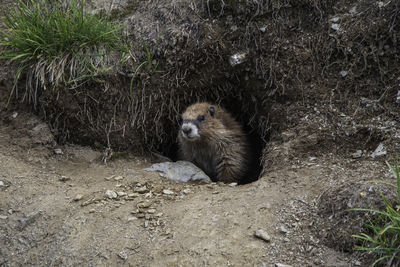 Alpine marmot peeking out of its den