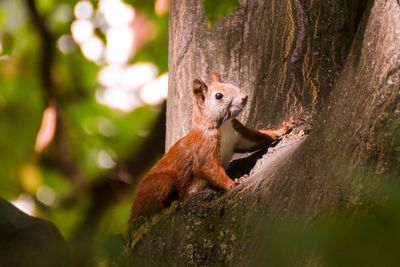 Close-up of squirrel on tree trunk