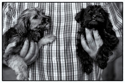 Close-up of hand holding dog