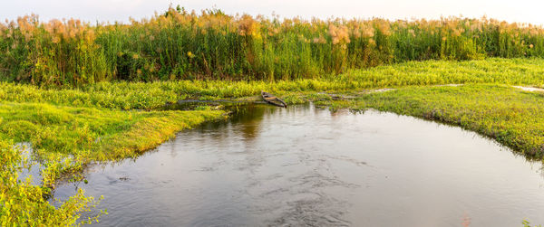 Scenic view of lake in forest against sky