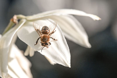 Close-up of bee on white flower