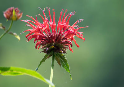 Close-up of red flower blooming outdoors