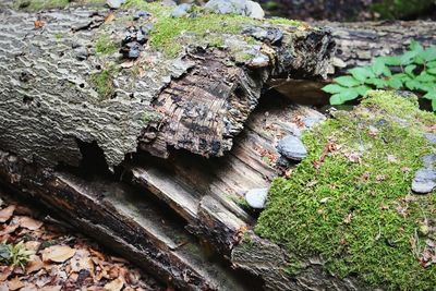 Close-up of tree trunk