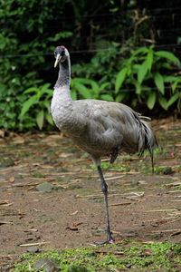 Close-up of bird standing on field