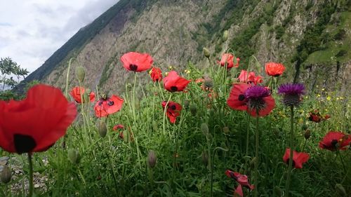 Red poppies blooming on field against sky