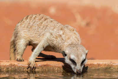 Meerkat drinking from a waterhole, suricata suricatta, kalahari desert, namibia