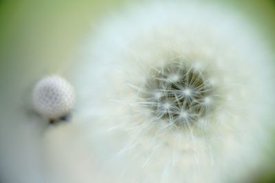 Close-up of white dandelion flower