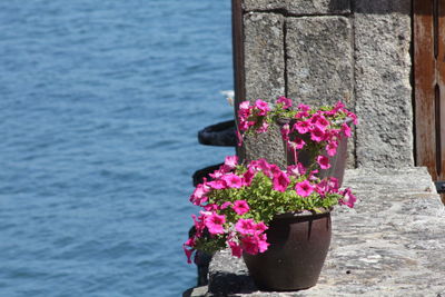 Flower in sea